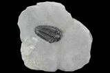 Calymene Niagarensis Trilobite - New York #99038-1